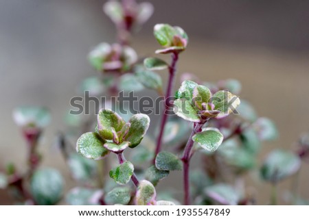 Silver thyme (Thymus × citriodorus ‘Silver Queen’) herb plant Royalty-Free Stock Photo #1935547849