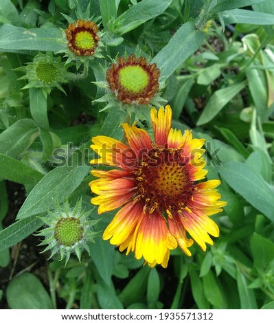 SUN FLOWER grow from green to beauty full color