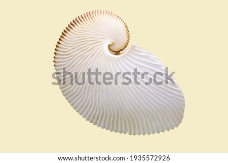 Argonaut shell (Latin: Argonauta argo L.) is a white mother-of-pearl color isolated on a white background. Paleontology marine animal fossils.