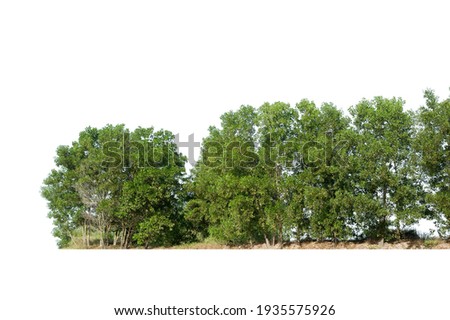 Group of tree isolated on white,tropical trees isolated used for design, advertising and architecture Royalty-Free Stock Photo #1935575926