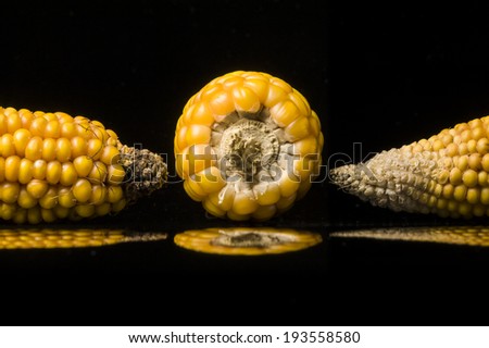 Multiple views of ripe ears of corn. Closeup of golden dry corns shooting in studio on black background  with reflections. Modern and uncluttered composition with copy space.