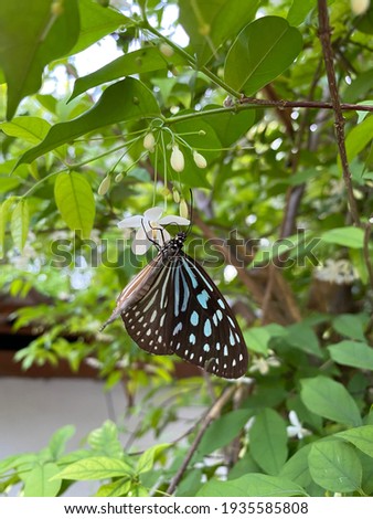 	
The close up Blue Glassy Tiger Butterfly, Ideopsis vulgaris macrina sitting on white flowers. Green background.