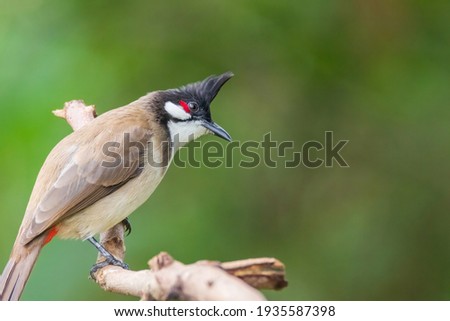 The red-whiskered bulbul (Pycnonotus jocosus), or crested bulbul, is a passerine bird found in Asia. It is a member of the bulbul family. it contain two to three eggs.it is only found in a small area Royalty-Free Stock Photo #1935587398