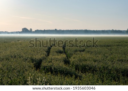 country landscape with green meadow and blue sky above. simple countryside