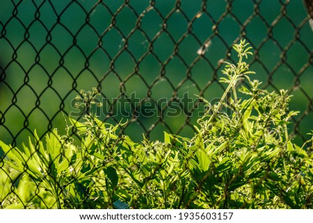 green forest lush with leaves, foliage and bush texture in summer nature