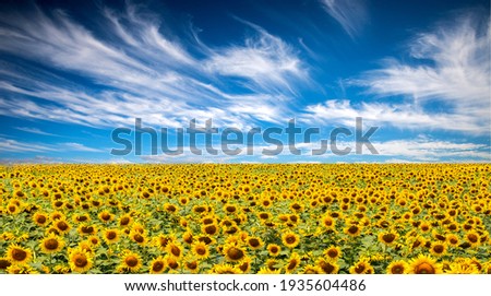 Panorama Landscape Of Sunflower fields And blue Sky clouds Background.Sunflower fields landscapes on a bright sunny day with patterns formed in natural background. Royalty-Free Stock Photo #1935604486