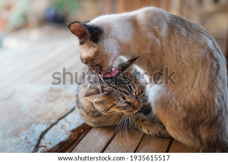a siamese cat licks the head of a gray tabby cat in the garden