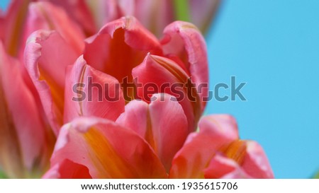 Macro photography of pink tulip petals with selective focus on blue background for banner, large format