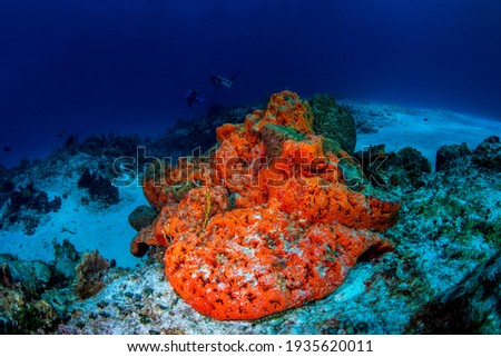 An enormous elephant ear sponge with divers in the background