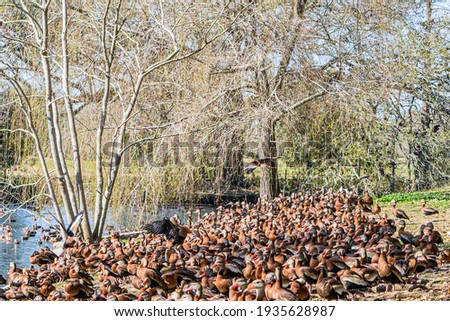 A large gathering of black-bellied whistling ducks on the banks of a lagoon in Audubon Park
