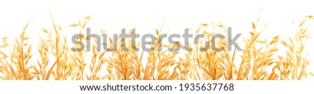 Golden ripe plant ears of oats on a white background, isolated from the background. Selective focus Royalty-Free Stock Photo #1935637768