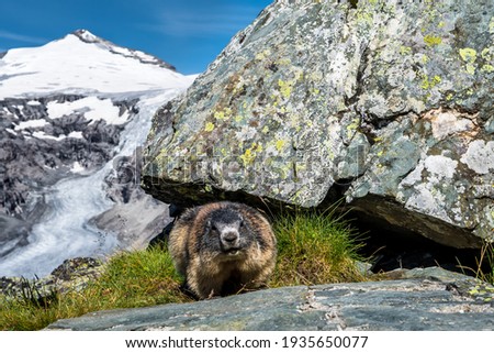 Cautious Groundhog At National Park Hohe Tauern With Grossglockner The Highest Mountain Peak Of Austria