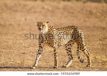 Cheetah Male walking along the riverbed in the Kgalagadi Transfrontier Park Royalty-Free Stock Photo #1935656989
