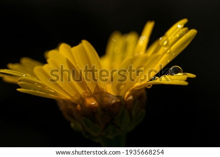 yellow flower in black background with water drop on it