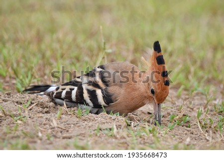 eurasian hoopoe searching for its food 