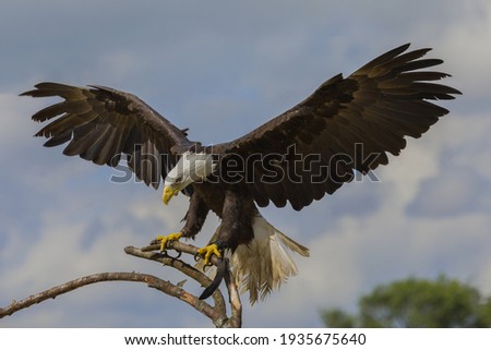 Impressive Bald eagle on a branch with it's wings spread Royalty-Free Stock Photo #1935675640