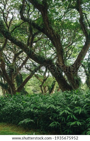 Panoramic of De Djawatan Forest Benculuk Banyuwangi, Indonesia (Fangorn Forest)
