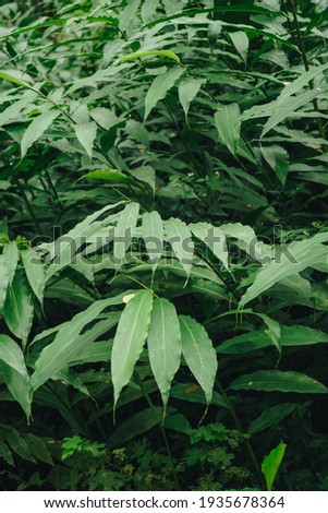 Plant leaves at De Djawatan Forest Benculuk Banyuwangi, Indonesia (Fangorn Forest)