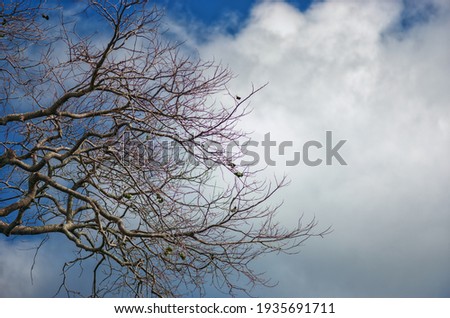 Spring Buds on a Barren Tree in Sunlight.  Easter theme of new growth for card stock or ad template.