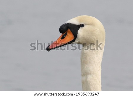 Close up mute swan on blue river, cygnus olor