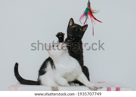 Beautiful European cats relaxing at home.  Royalty-Free Stock Photo #1935707749