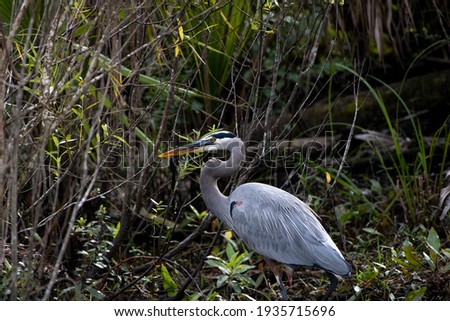 Great Blue Heron with a fish in his mouth