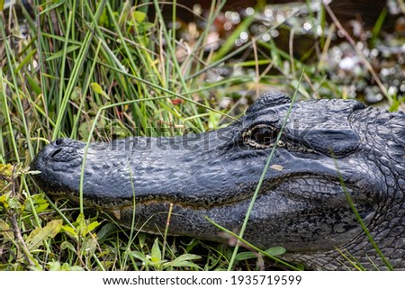 Portrait of an American Alligator