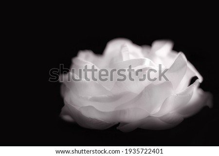 White airy abstract rose flower in soft focus