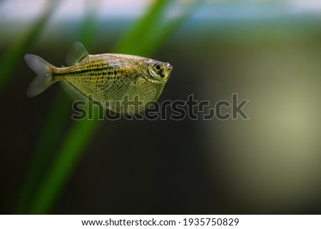 Gasteropelecus sternicla. Sternickle's wedge-bellied fishbowl swimming in an aquarium. Fish Hatchet, soft focus Royalty-Free Stock Photo #1935750829