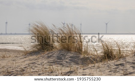 dunegrass backlitted in foreground with North Sea with windmills and Oosterscheldekering in the background in the Netherlands