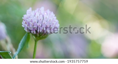 beautiful delicate clover flower with dew drops on the petals, bokeh and glare in the background, background 