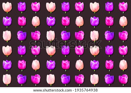 Multicolor tulips isolated on black background, easter background. Top view, flat lay. Seamless pattern for birthday, mother day, wrapping paper concept
