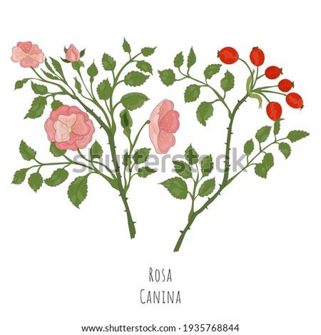 Hand Drawn Sketch of Rosa canina, dog rose with color. Vibrant Dog rose Plant Isolated on White Background. Ideal for Magazine, Recipe book, Poster, Cards, Menu cover, any Advertising. Royalty-Free Stock Photo #1935768844