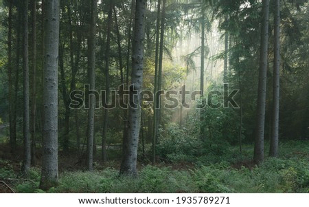 Panoramic view of the majestic evergreen forest in a morning fog. Mighty pine tree silhouettes. Atmospheric dreamlike summer landscape. Sun rays, mysterious golden light. Nature, fantasy, fairytale Royalty-Free Stock Photo #1935789271