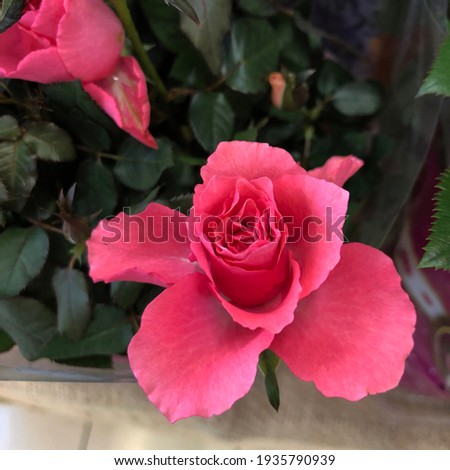 Macro photo pink rose bud. Stock photo blooming rose flower