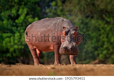 African Hippopotamus, Hippopotamus amphibius capensis, Mana Pools NP, Zimbabwe. Hippo with injury bloody scar in the skin. Dangerous big animal in the water. Wildlife scene from nature. Royalty-Free Stock Photo #1935793411