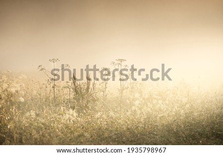 Country field in a fog at sunrise. Plants close-up. Soft sunlight, golden hour. Idyllic rural scene.  