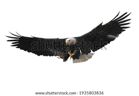 Eagle flying isolated at white Royalty-Free Stock Photo #1935803836
