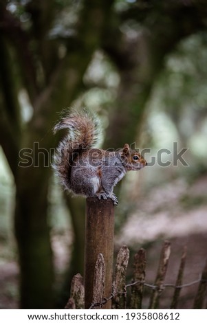Eastern Grey Squirrel sitting on a pole in a forest
