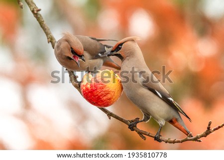 The beautiful Bohemian Waxwing (Bombycilla garrulus) and the red apple. Royalty-Free Stock Photo #1935810778
