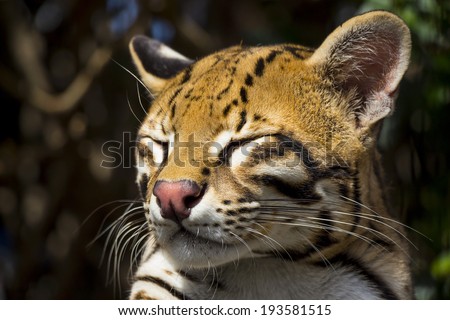 Sleepy Ocelot from South America Close Up