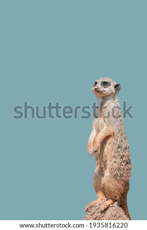 Cover page with a portrait of playful and curious suricate (meerkat) standing tall at watch, closeup, details. Solid background with copy space. Concept curiosity, attention, involvement