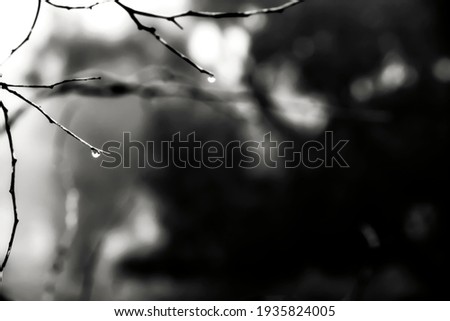 Dry tree branches with dew drops in the morning in Spain. Monochrome picture.