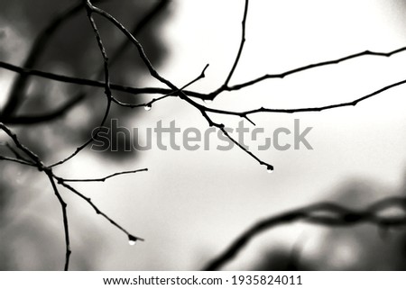 Dry tree branches with dew drops in the morning in Spain. Monochrome picture.