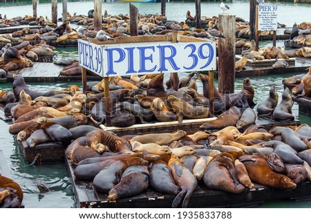 Pier 39 in San Francisco - Fisherman's Wharf on the San Francisco Bay. Hundreds of sea lions lie on wooden platforms, pose, sleep, growl and fight. Popular tourist destination in USA Royalty-Free Stock Photo #1935833788