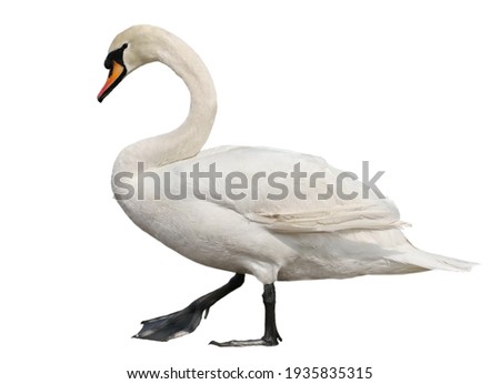 Mute swan, cygnus olor isolated on white background, clipping path Royalty-Free Stock Photo #1935835315