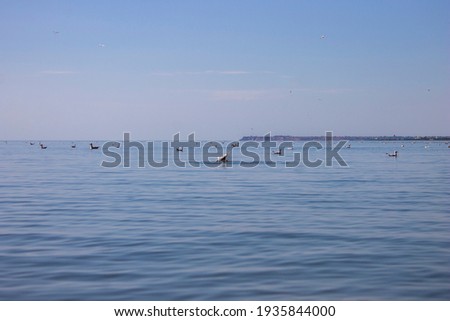 sea ​​or ocean with floating birds seagulls