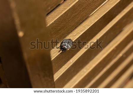 Brown marmorated stink bug or bedbug or Maria-fedida sitting in a wooden furniture and being pretty