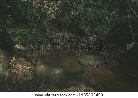 River and plants in forest floor