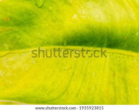 raindrops on large yellow and green leaves